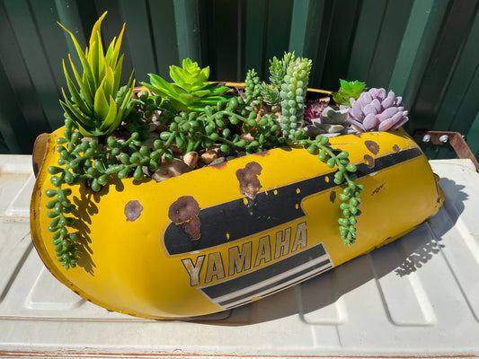 Yamaha Motorbike Tank succulent display.